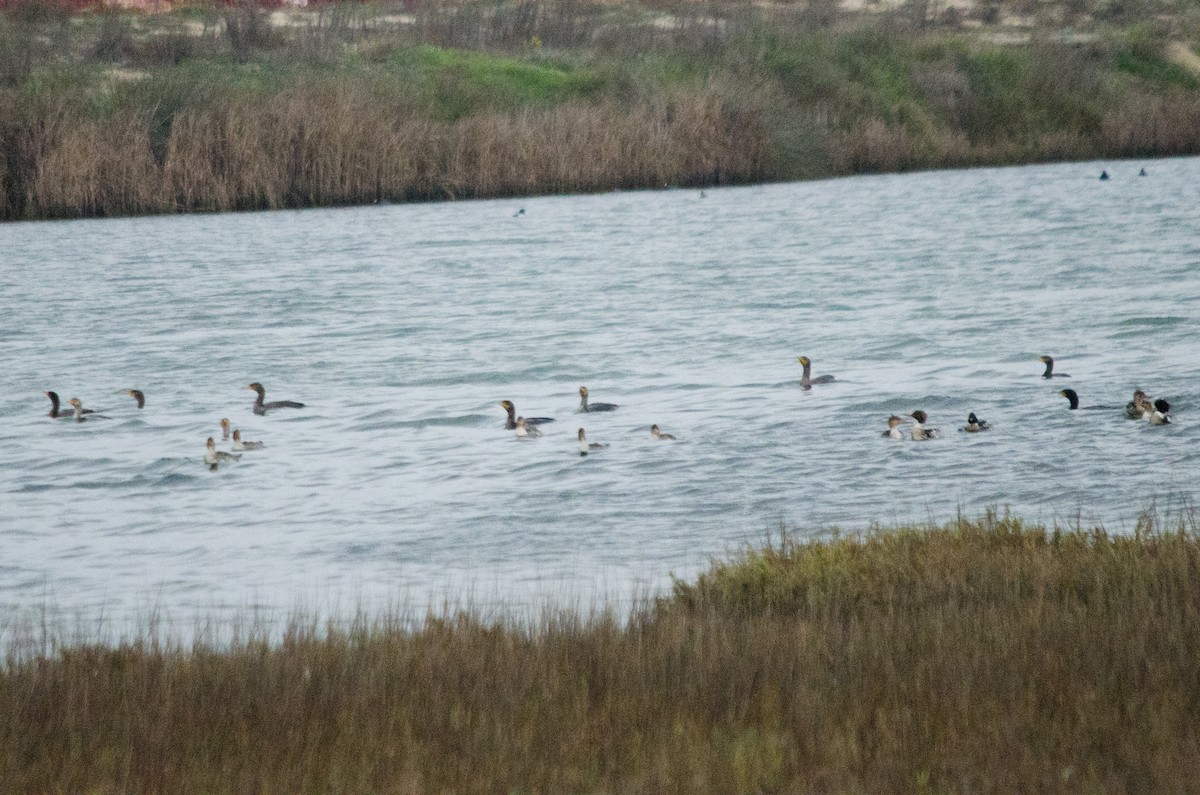 Serreta Mediana - ML647440330