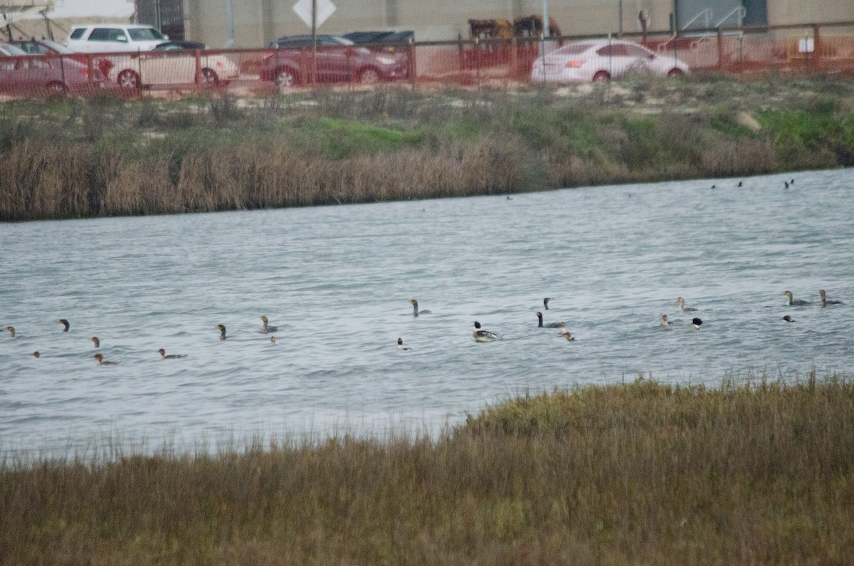 Serreta Mediana - ML647440331