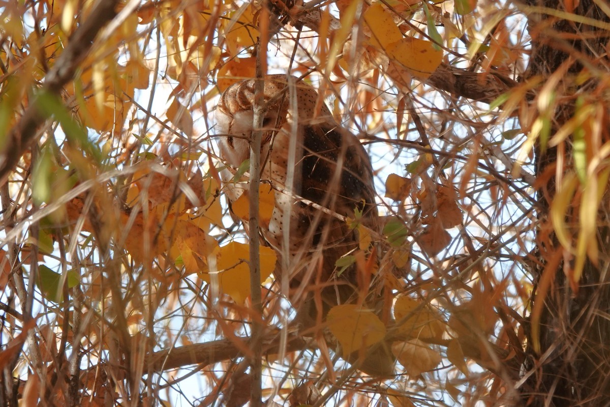 Сипуха американська - ML647440337