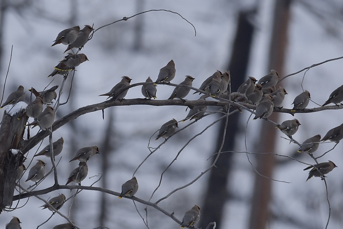 Bohemian Waxwing - ML647440340