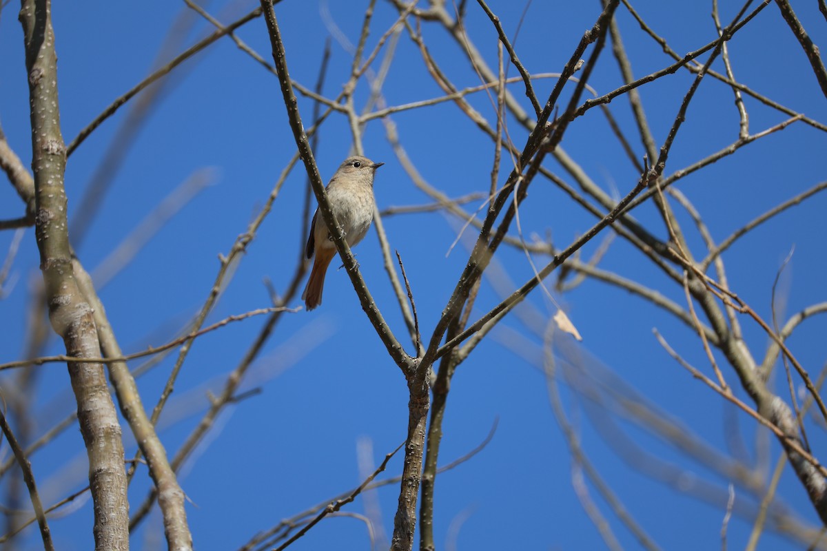 חכלילית סיבירית - ML647440344