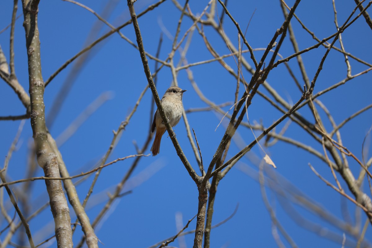חכלילית סיבירית - ML647440346