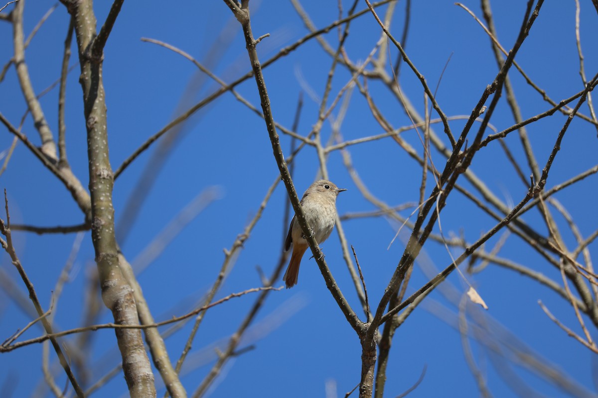 חכלילית סיבירית - ML647440347
