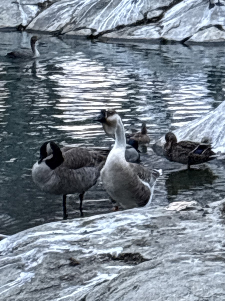 Гуска китайська (свійська) - ML647440357