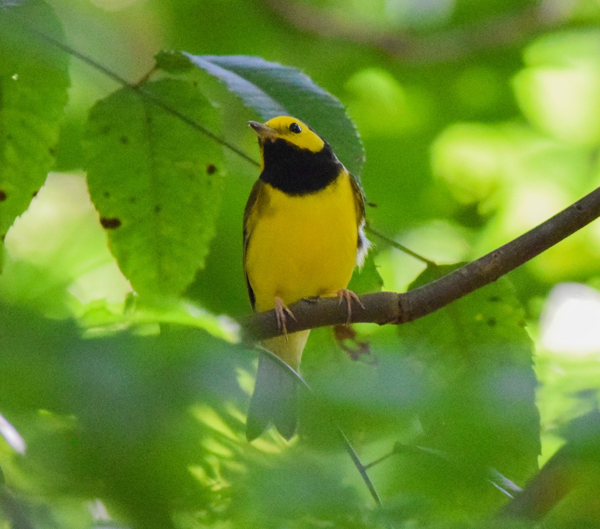 クロズキンアメリカムシクイ - ML647440365