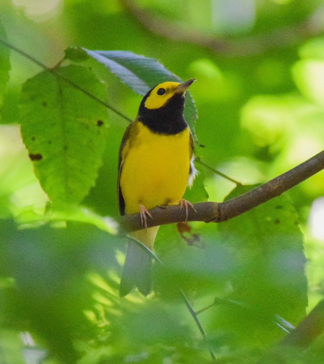 クロズキンアメリカムシクイ - ML647440366