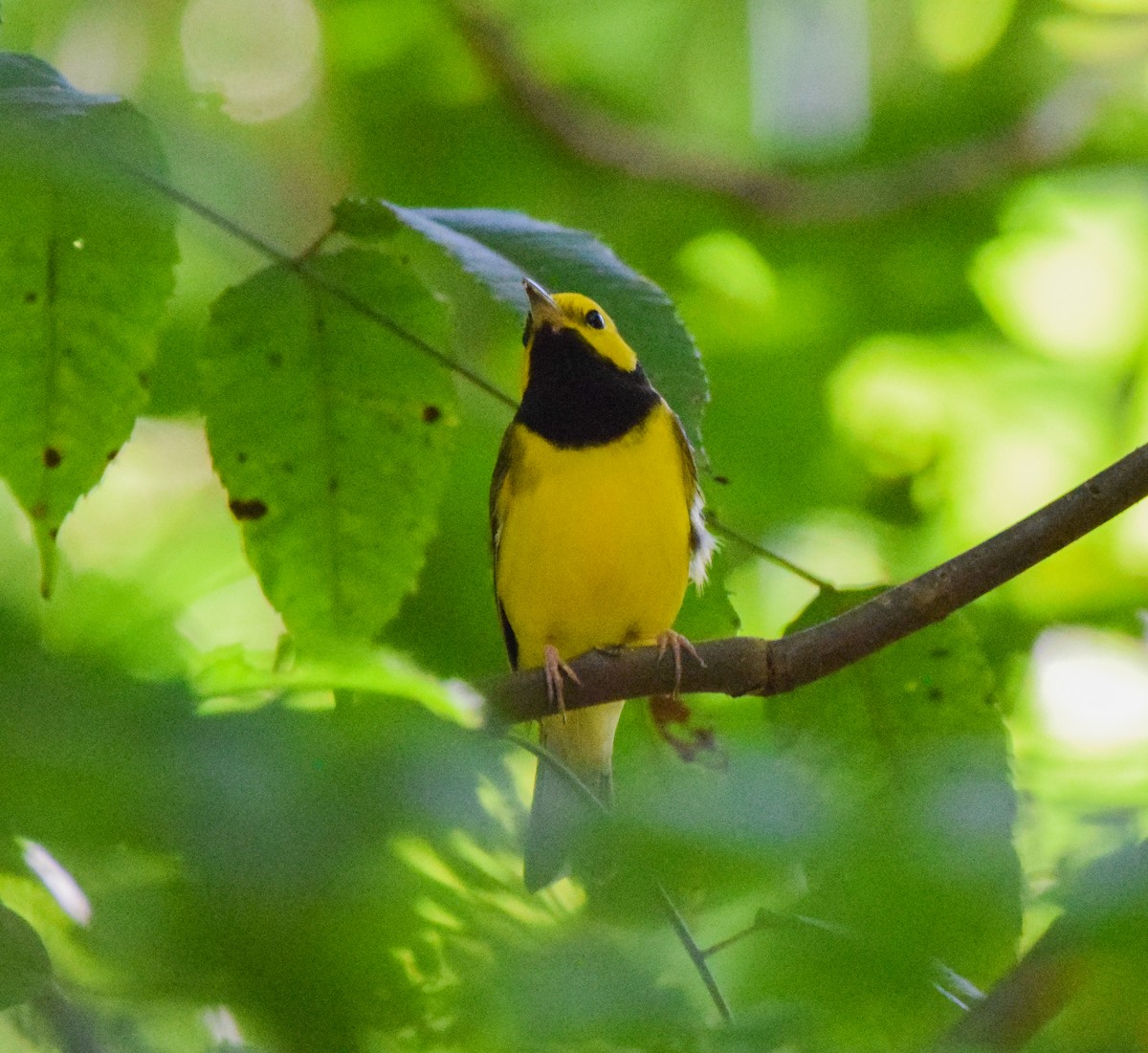 クロズキンアメリカムシクイ - ML647440367