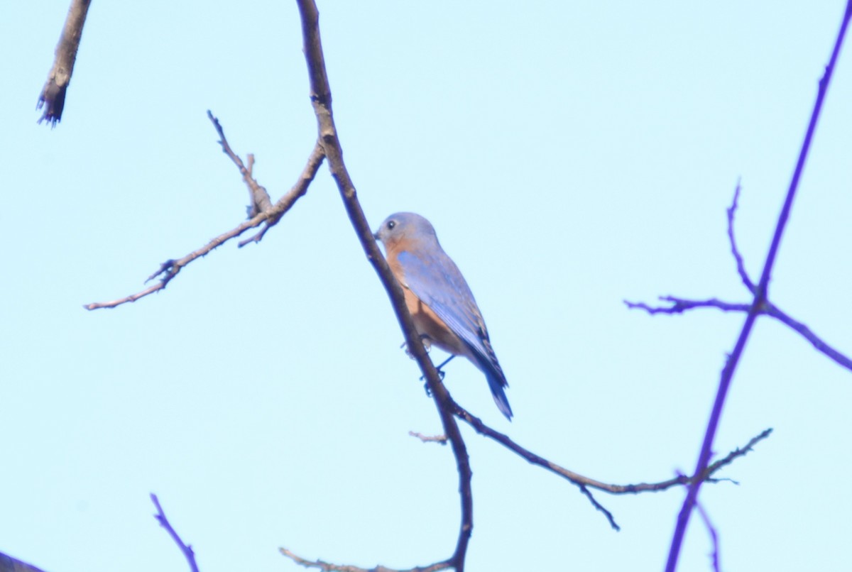 Eastern Bluebird - ML647440386