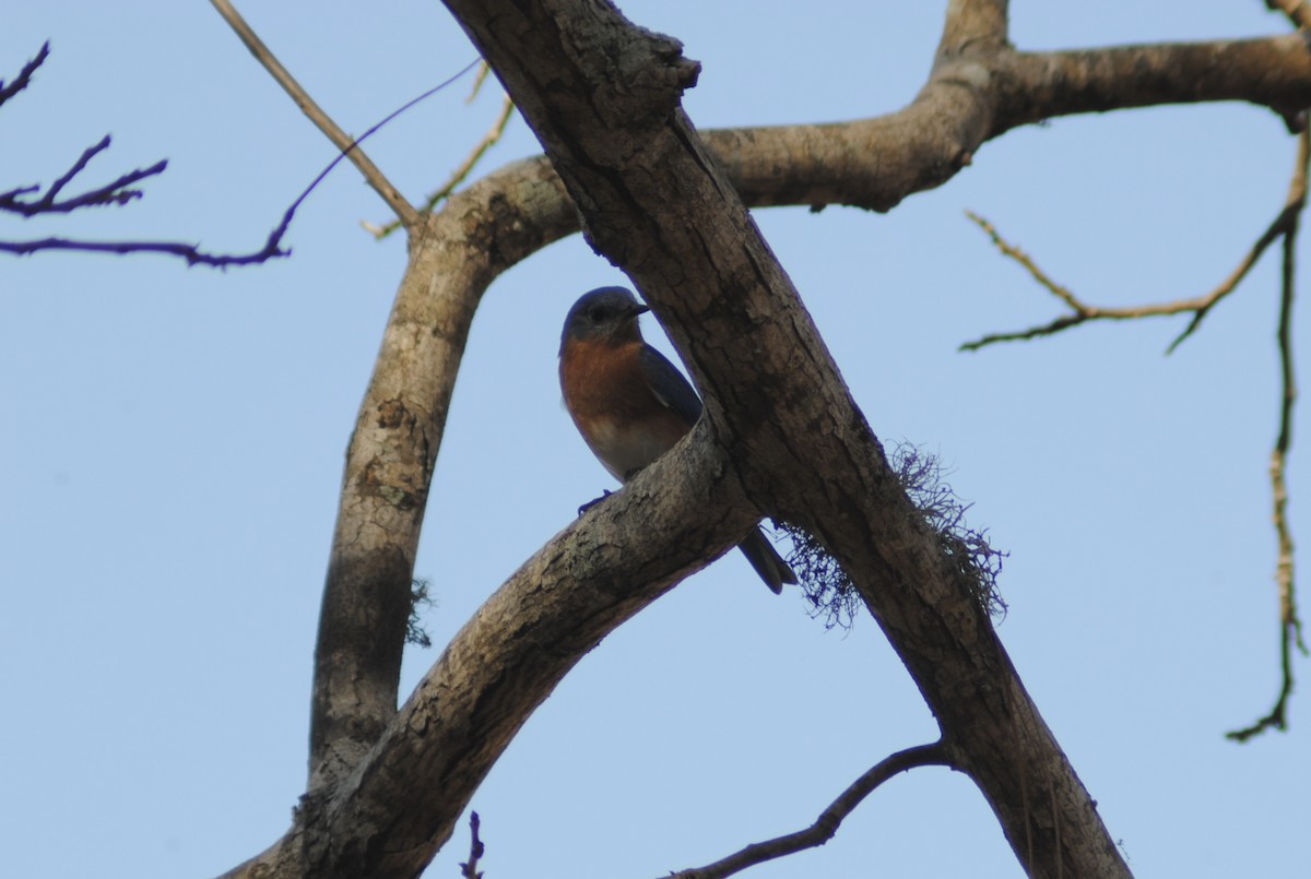 Eastern Bluebird - ML647440387