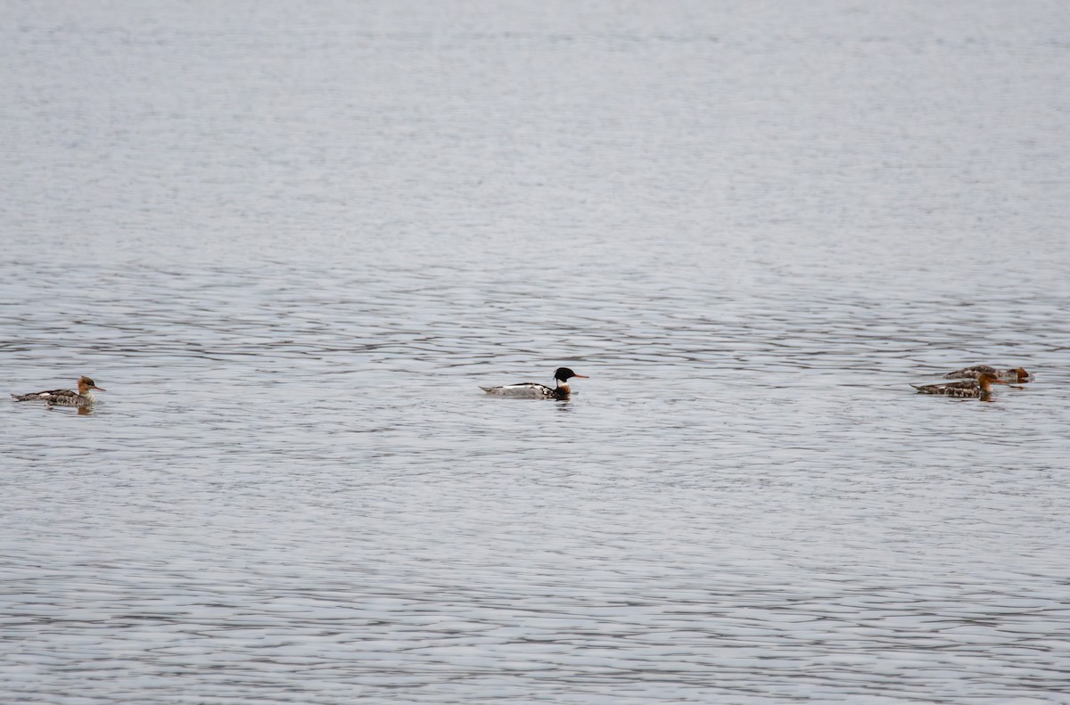 Serreta Mediana - ML647440389