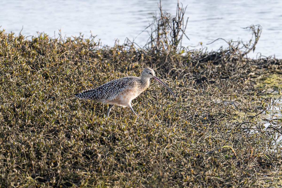 Кульон американський - ML647440390
