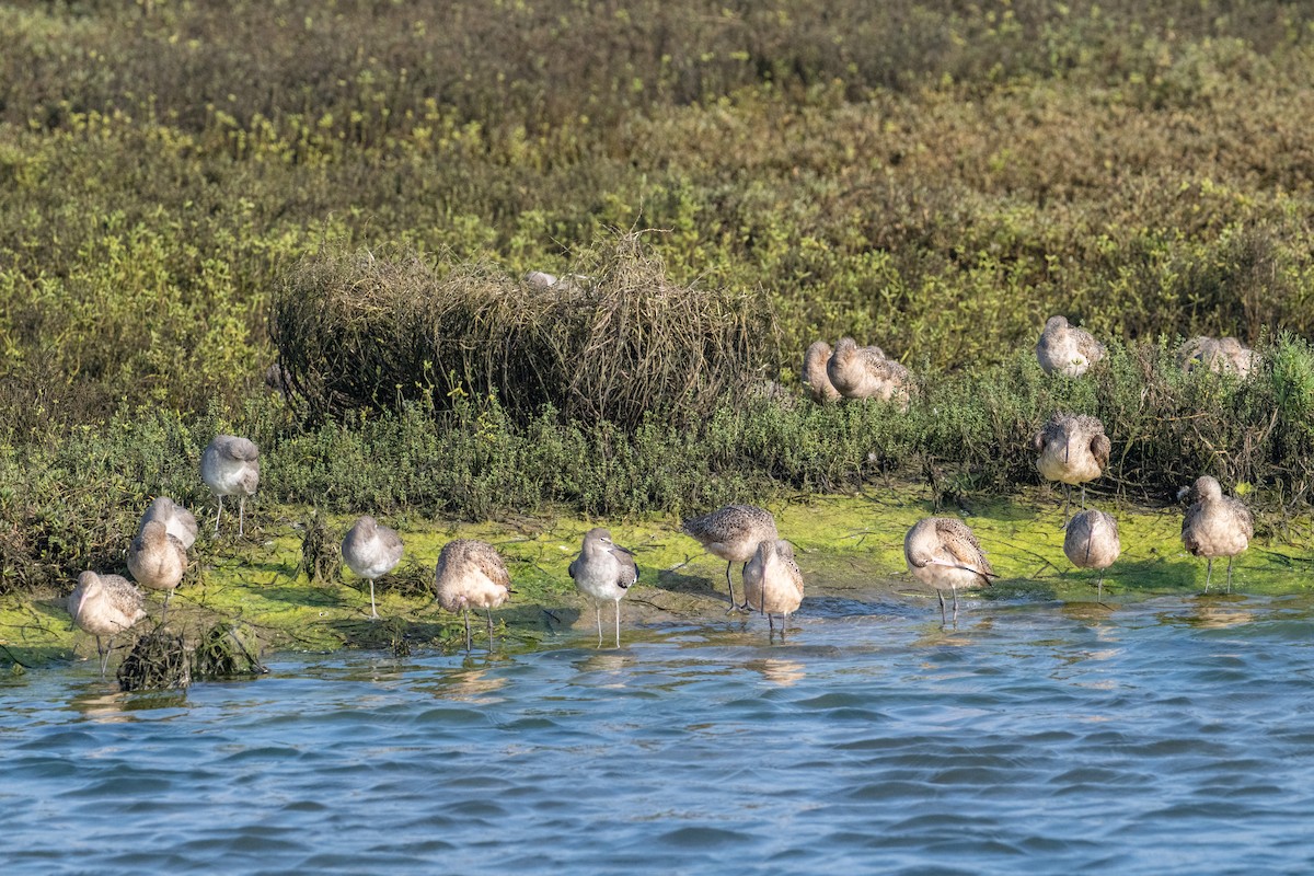 Кульон американський - ML647440391