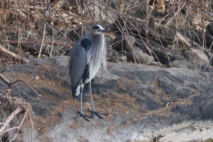 Great Blue Heron - ML647440403