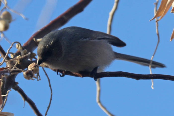 Bushtit - ML647440408