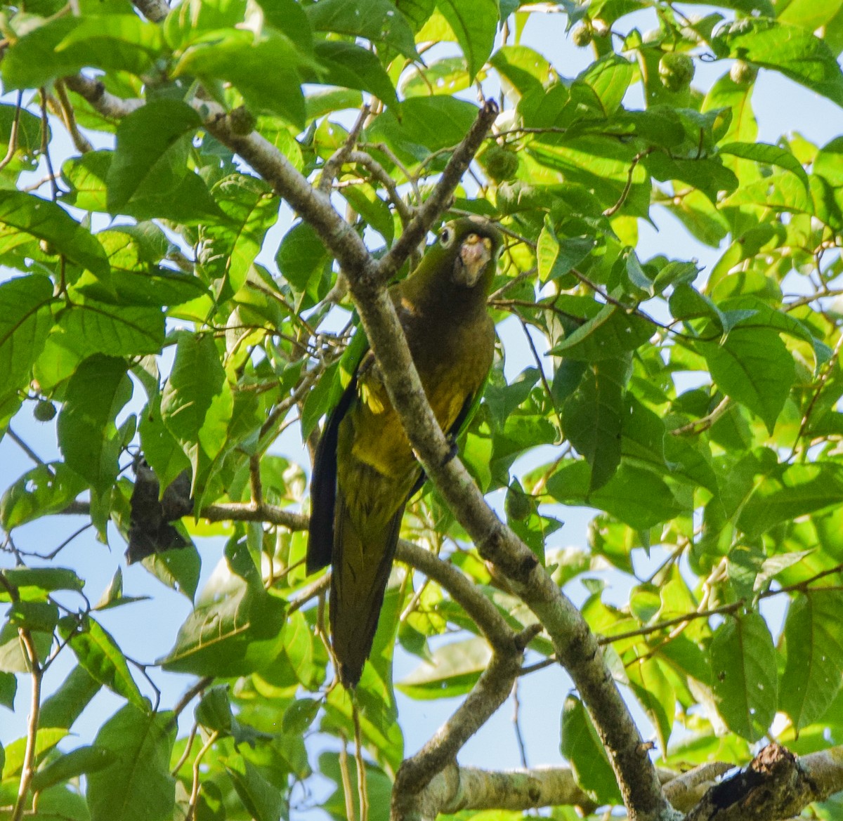 Olive-throated Parakeet - ML647440412