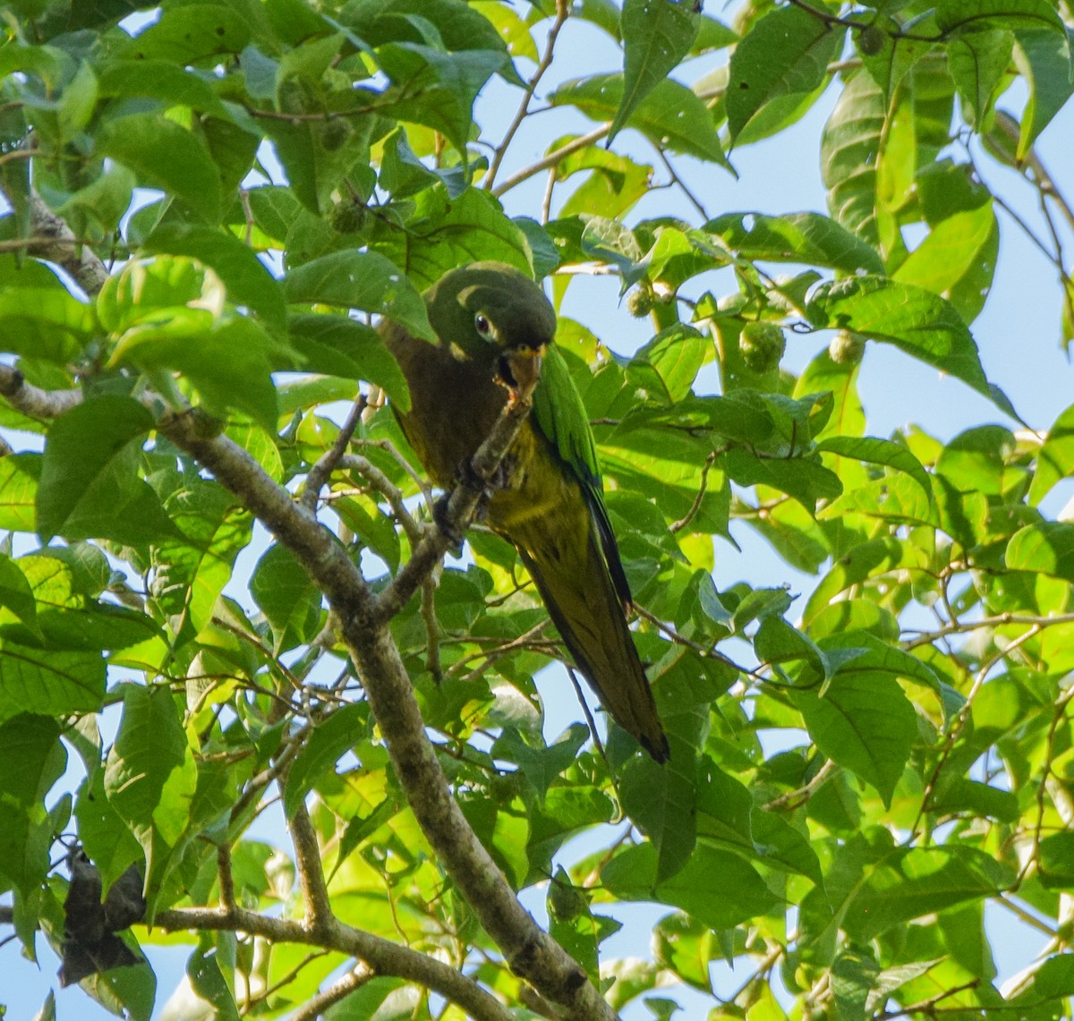 Olive-throated Parakeet - ML647440413
