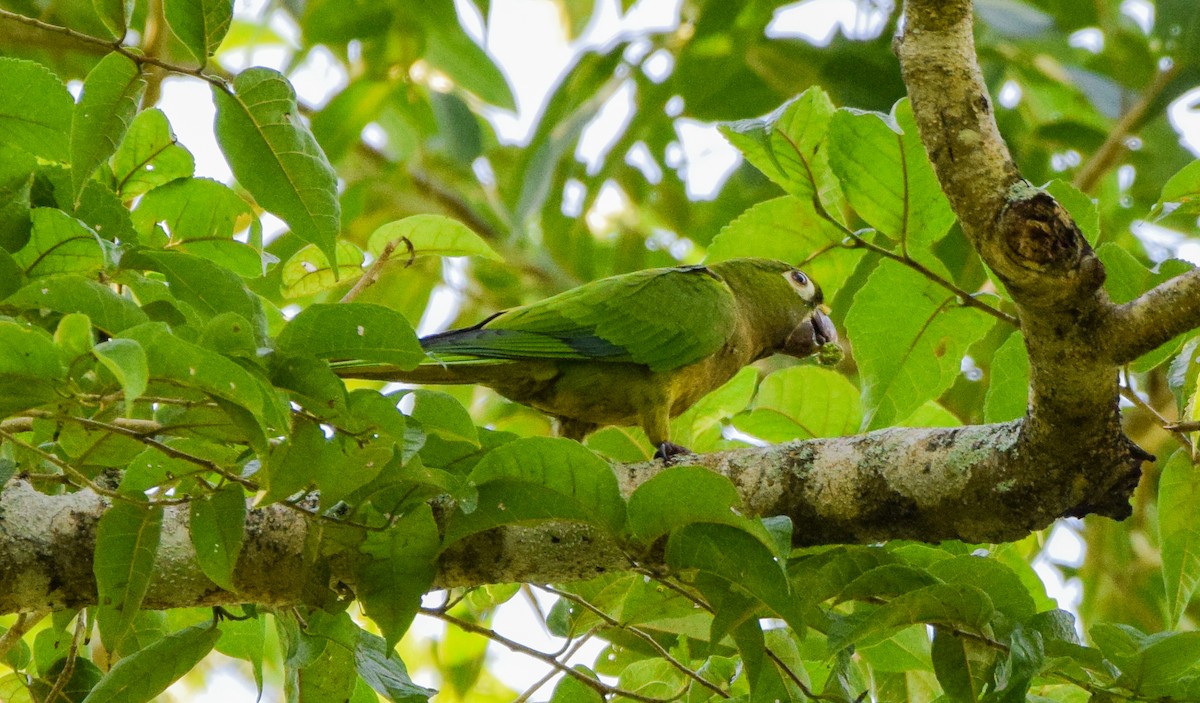Olive-throated Parakeet - ML647440414