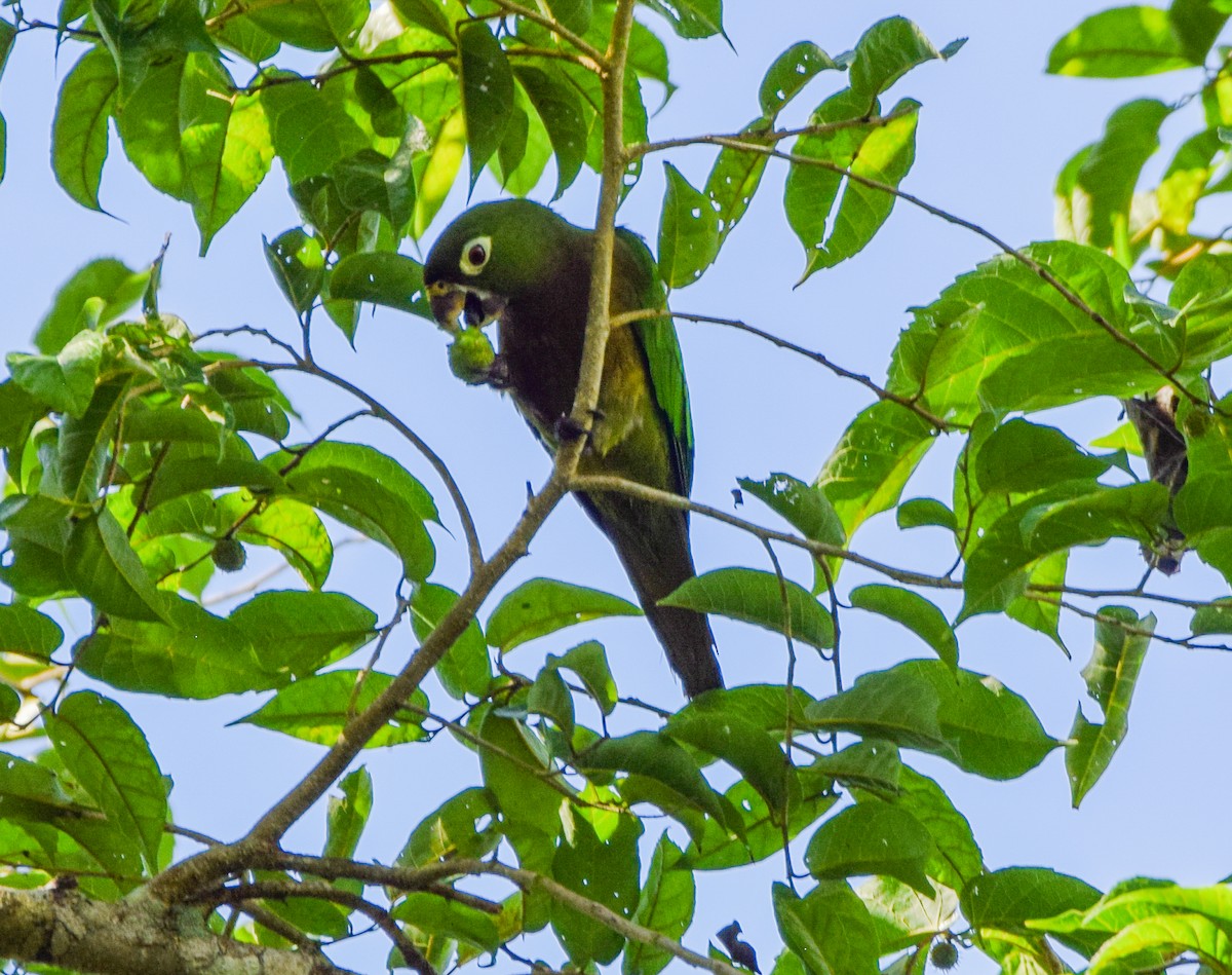 Olive-throated Parakeet - ML647440415
