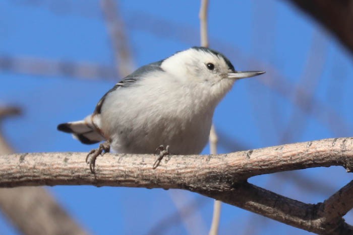 White-breasted Nuthatch - ML647440421