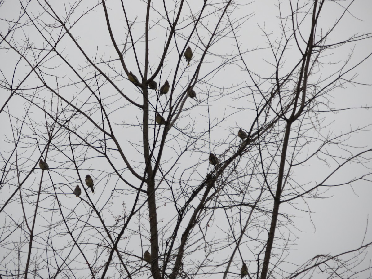 ציצנית אמריקנית - ML647440423