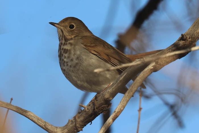 Hermit Thrush - ML647440426