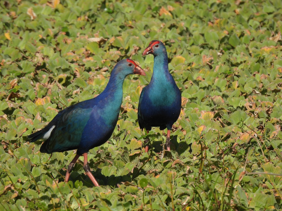 Сероголовая султанка - ML647440427