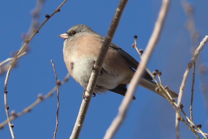 Dark-eyed Junco - ML647440429
