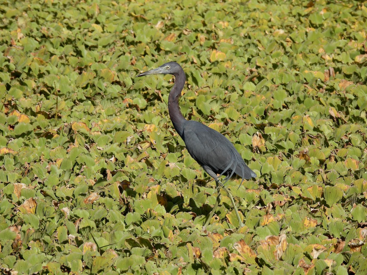 Малая голубая цапля - ML647440430