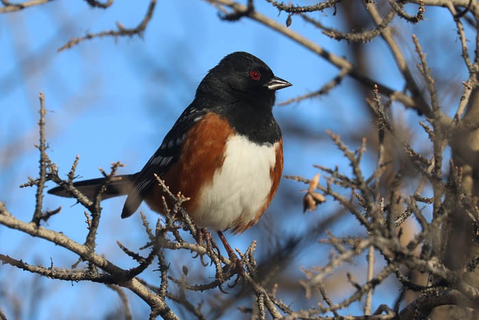 Spotted Towhee - ML647440439