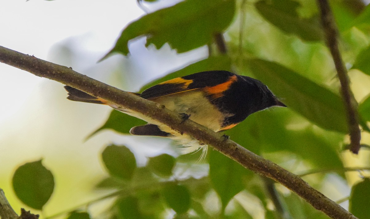 Горихвостковая древесница - ML647440441