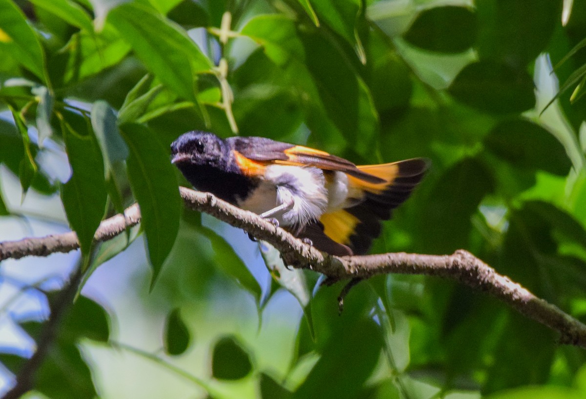 Горихвостковая древесница - ML647440442