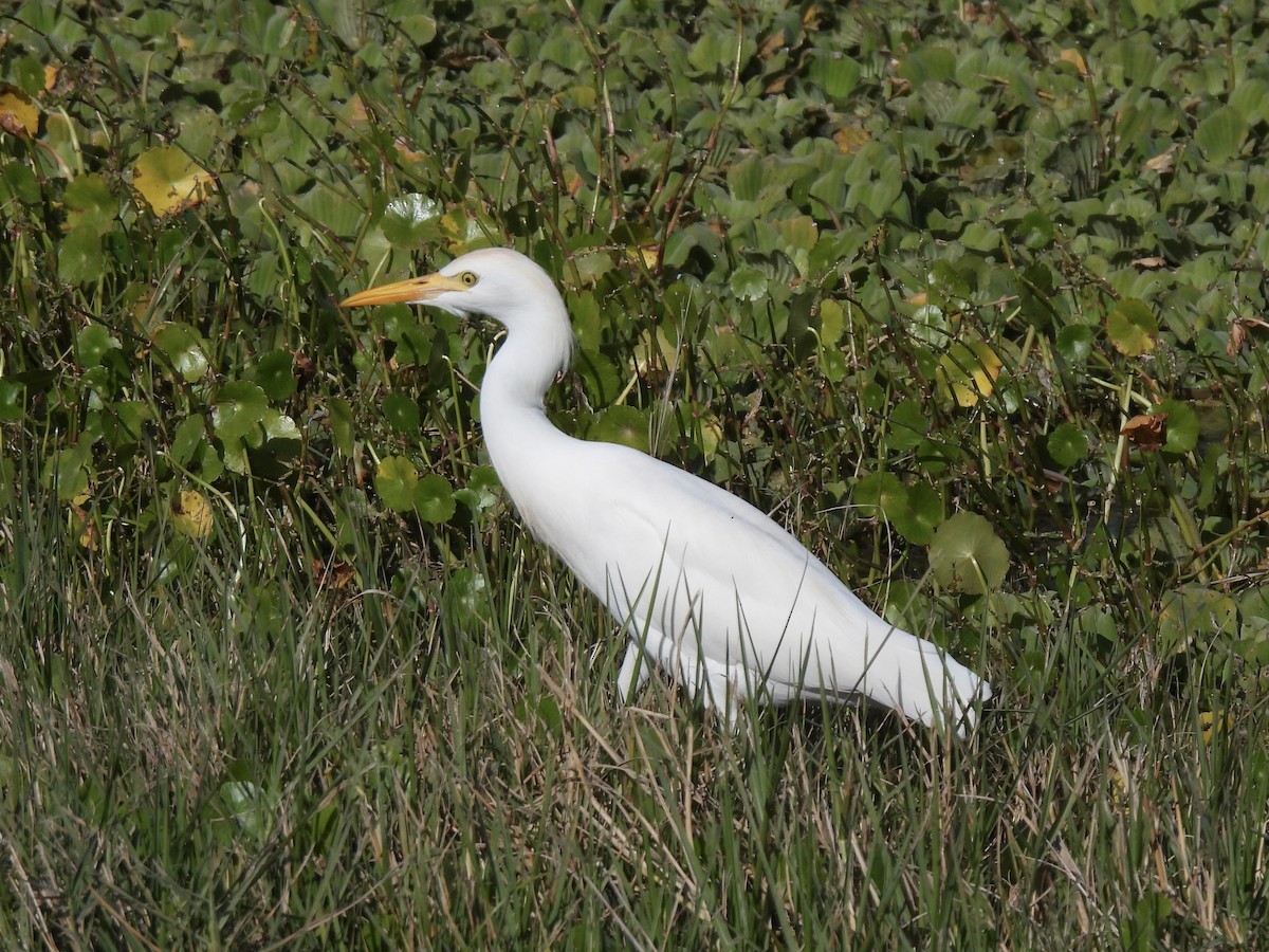 Египетская цапля - ML647440444