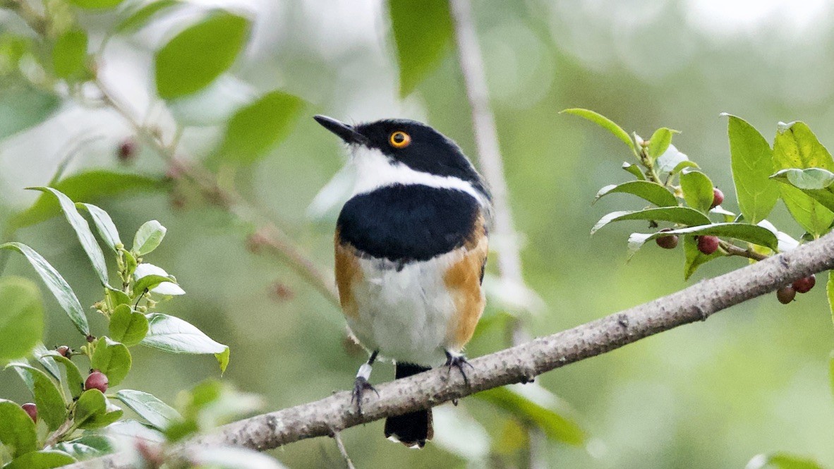 ムナグロセワタビタキ - ML647440446