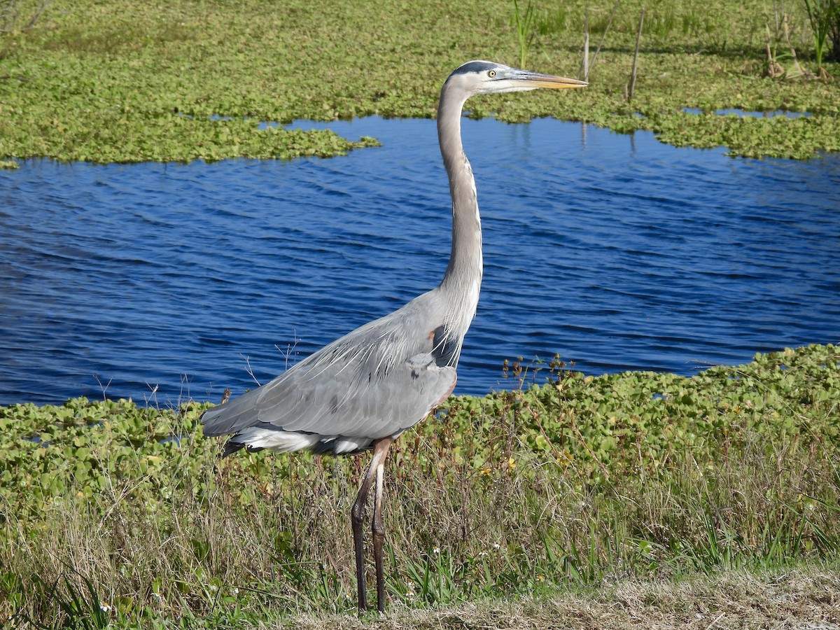 Большая голубая цапля - ML647440452