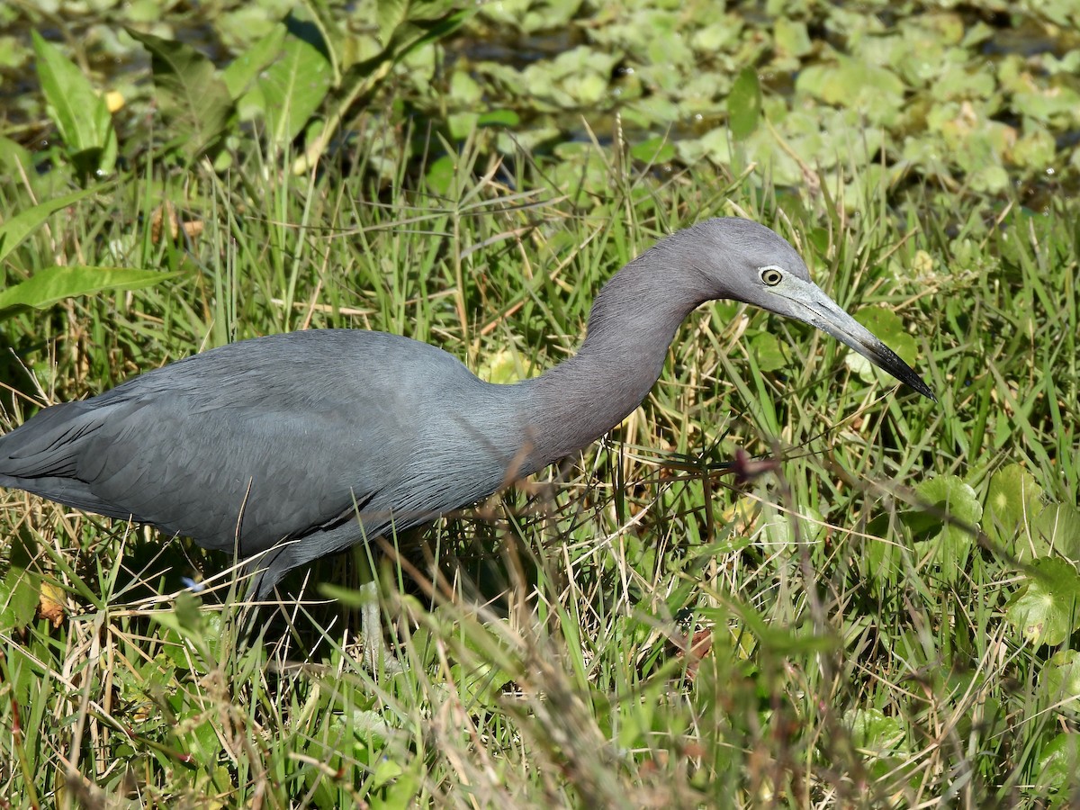 Малая голубая цапля - ML647440460