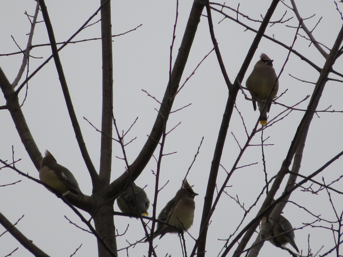 ציצנית אמריקנית - ML647440463
