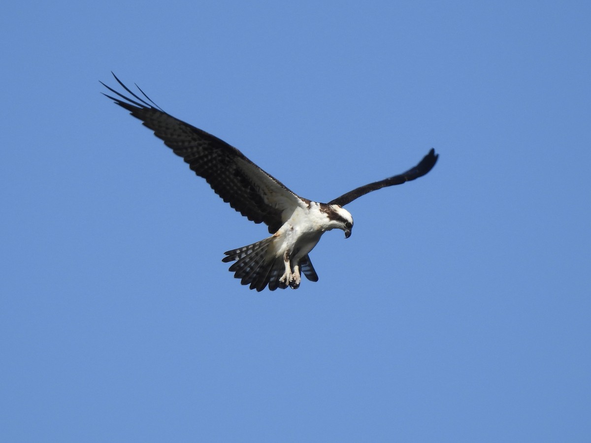 Скопа - ML647440467