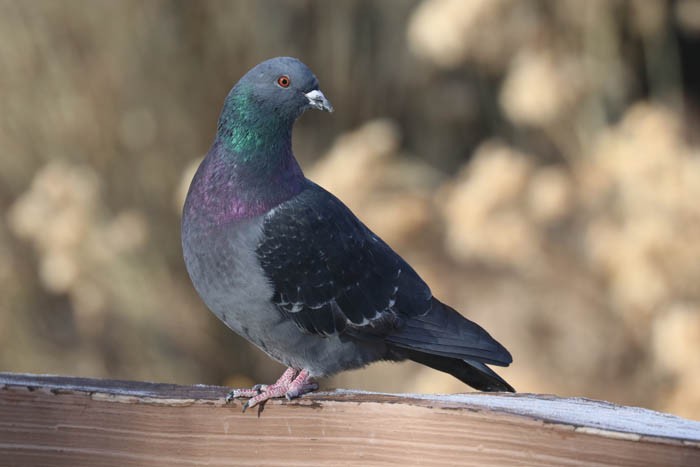 Rock Pigeon (Feral Pigeon) - ML647440472