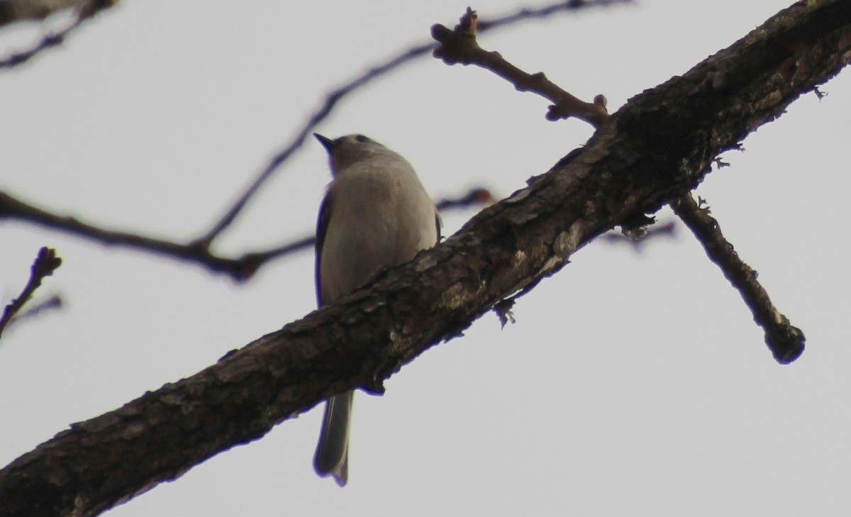 Tufted Titmouse - ML647440475