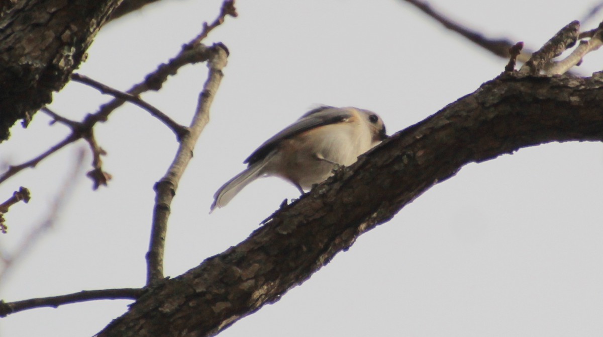 Tufted Titmouse - ML647440476