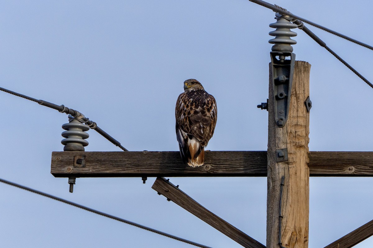 kongevåk - ML647440477