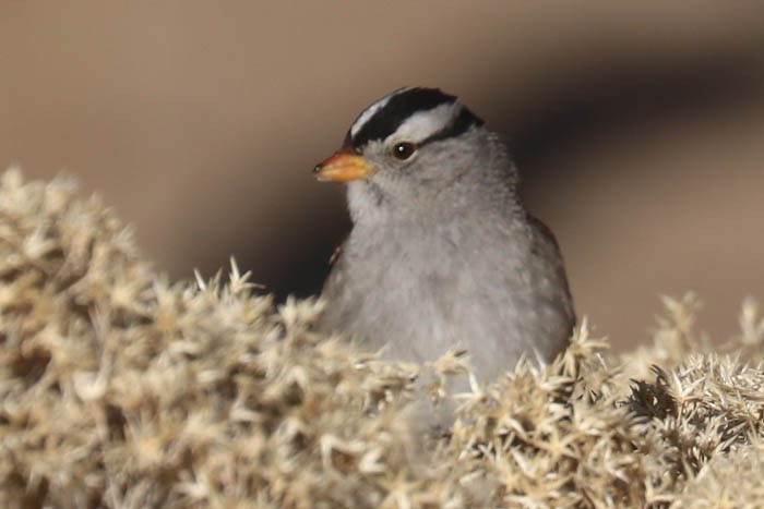 White-crowned Sparrow - ML647440480