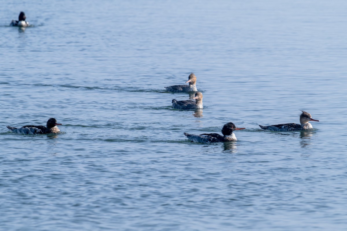 Serreta Mediana - ML647440485