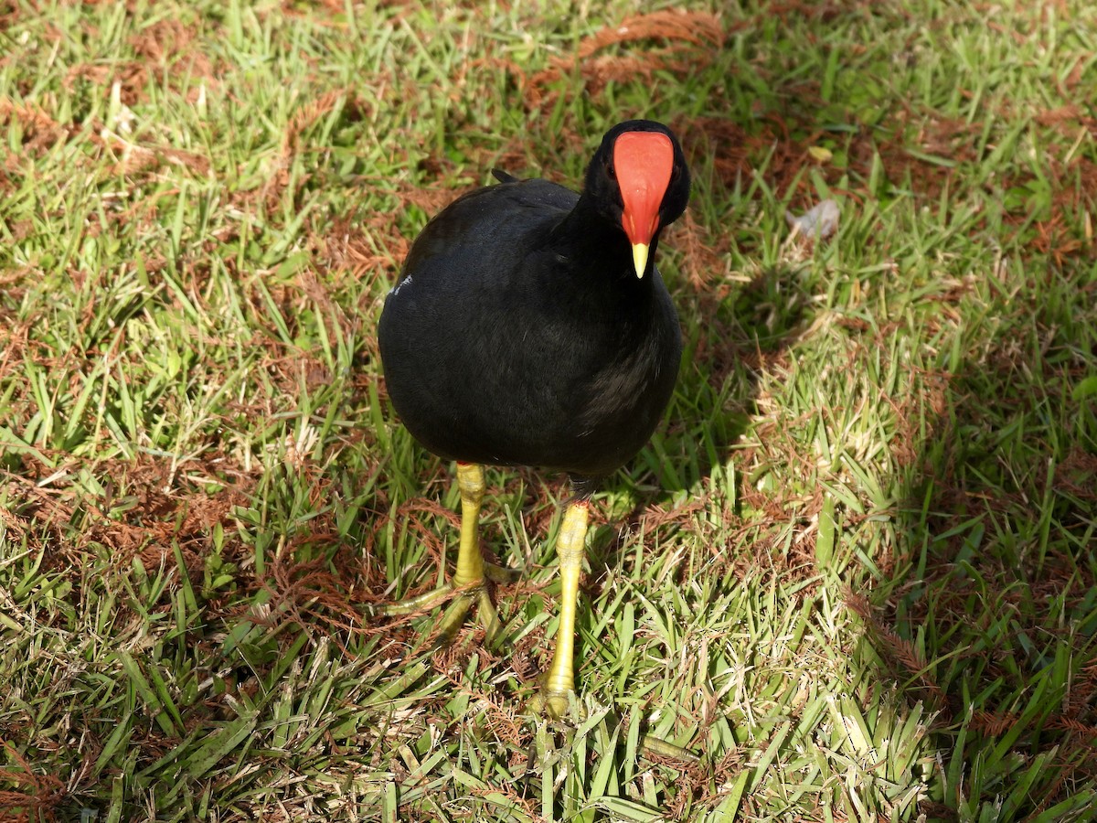 Американская камышница - ML647440486