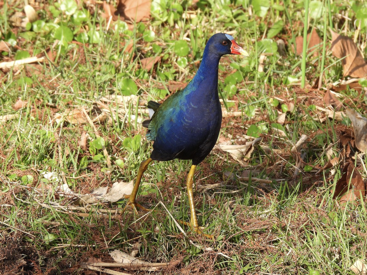 Малая султанка - ML647440496