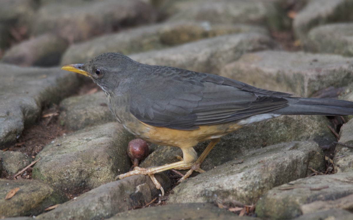 Olive Thrush - ML647440505