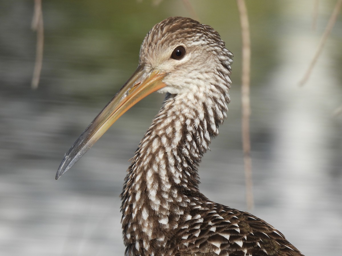 Арама - ML647440506