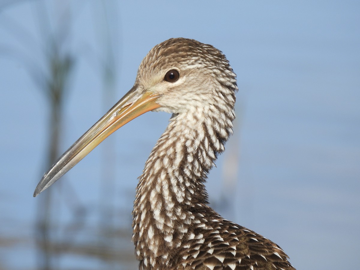 Арама - ML647440507