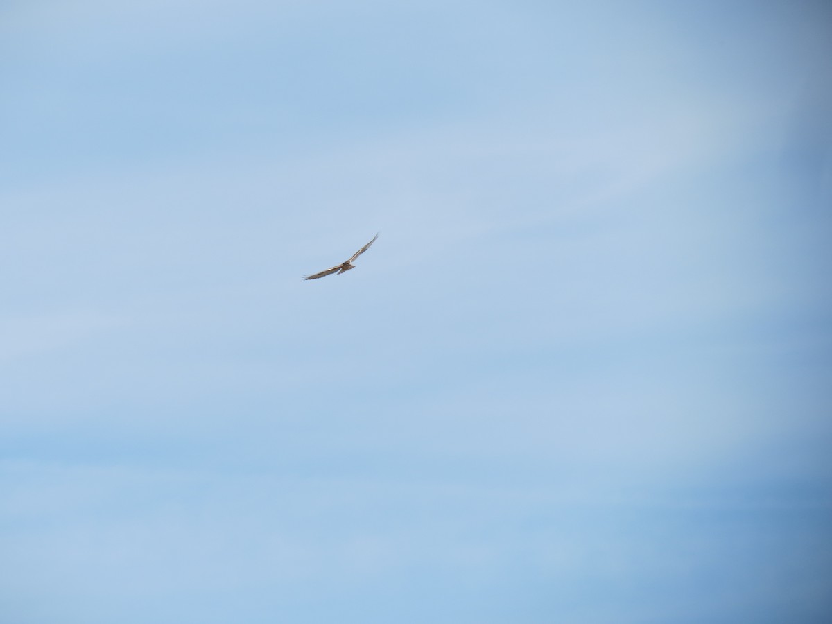 kongevåk - ML647440510