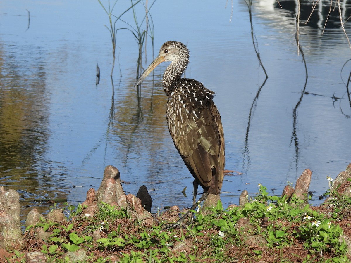 Арама - ML647440511